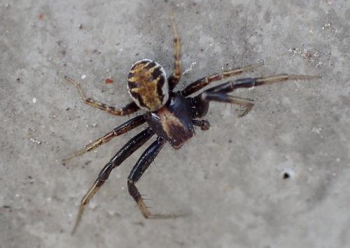 Xysticus sp.
